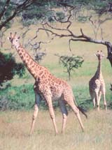 Giraffasmall.jpg (13709 byte)