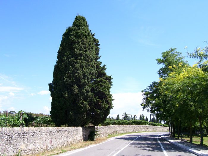 Immagine 029