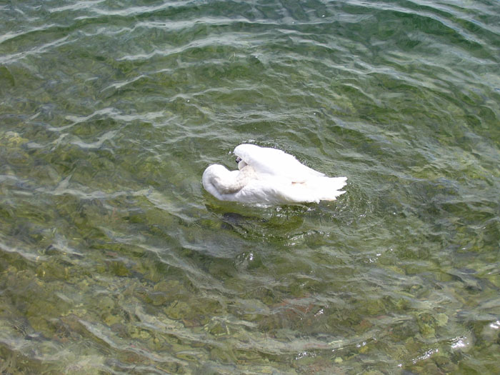 cigno_maderno