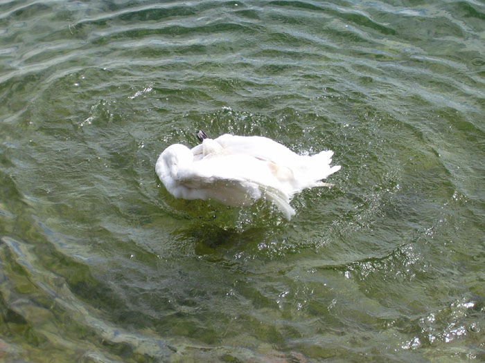 cigno_maderno_brescia