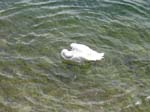 cigno_maderno