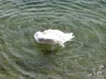 cigno_maderno_brescia