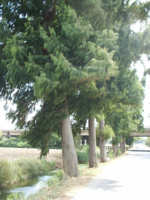 Pic_0050b