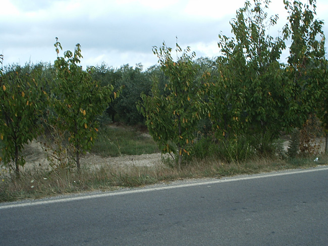 Pic_0064b