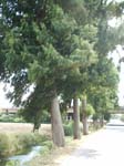 Pic_0050b