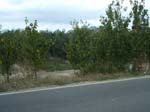 Pic_0064b