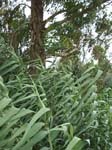 Pic_0070b