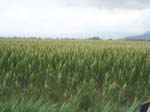 Pic_0071b