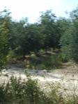 Pic_0081b
