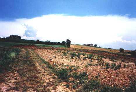 fontanelleb.jpg (47740 byte)