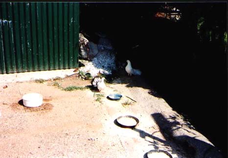 fontanelle14b.jpg (26693 byte)