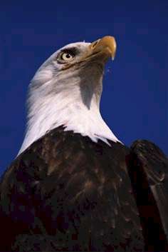 Aquila.JPG (12499 byte)