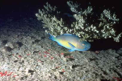Fish.JPG (31177 byte)