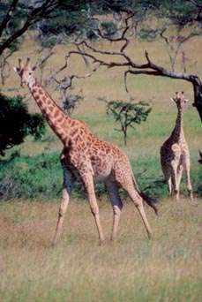 Giraffa.JPG (25912 byte)
