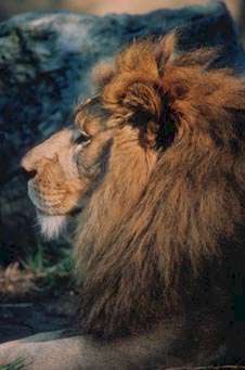 Leone.JPG (21017 byte)