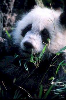 Panda.JPG (21671 byte)