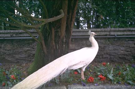 Pav.JPG (23415 byte)