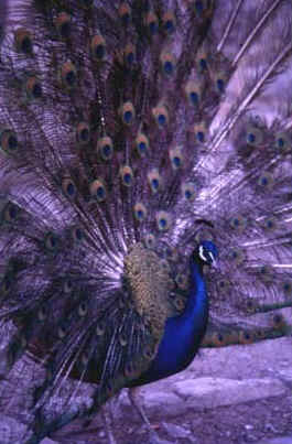 Pavo.JPG (26340 byte)