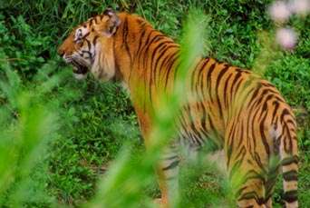 Tigre.JPG (30041 byte)