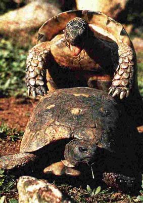 tartarughe1.JPG (38781 byte)