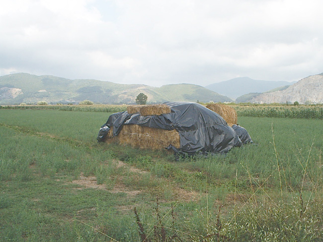 Pic_0077b