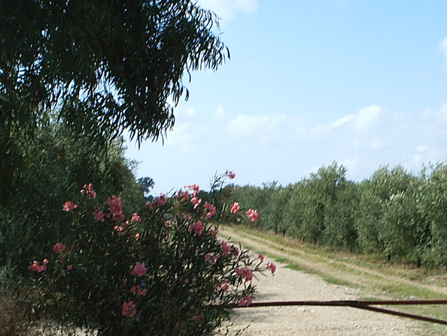 Pic_0080b